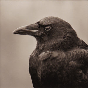Close up of black and white portrait photograph of an american crow showing feather detail and paper texture