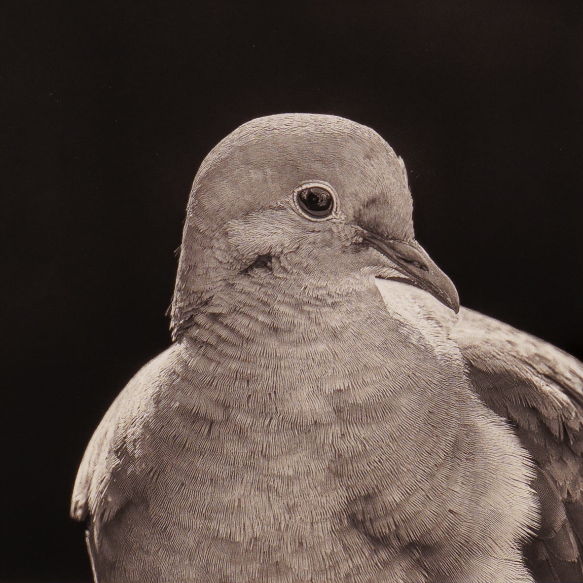 Close up of black and white portrait photograph of a mourning dove showing feather detail and paper texture