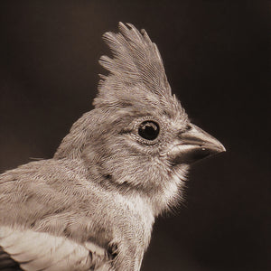 Close up of black and white portrait photograph of a young northern cardinal showing feather detail and paper texture