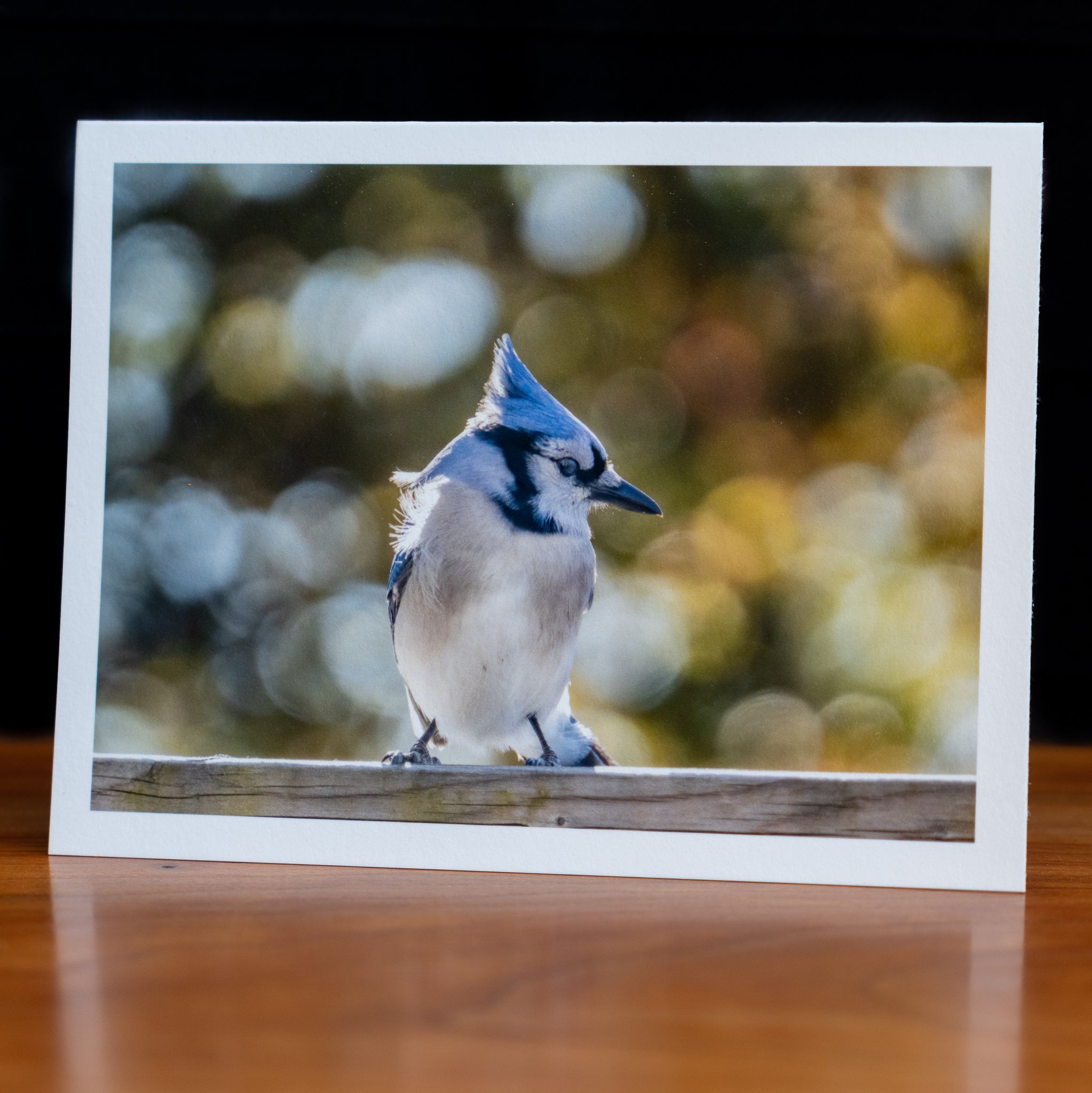 Front of a handmade notecard printed with a wildlife photograph of a blue jay with fall colours in the background