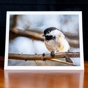 Front of a handmade notecard printed with a wildlife photograph of a chickadee perched looking at you on a tree branch