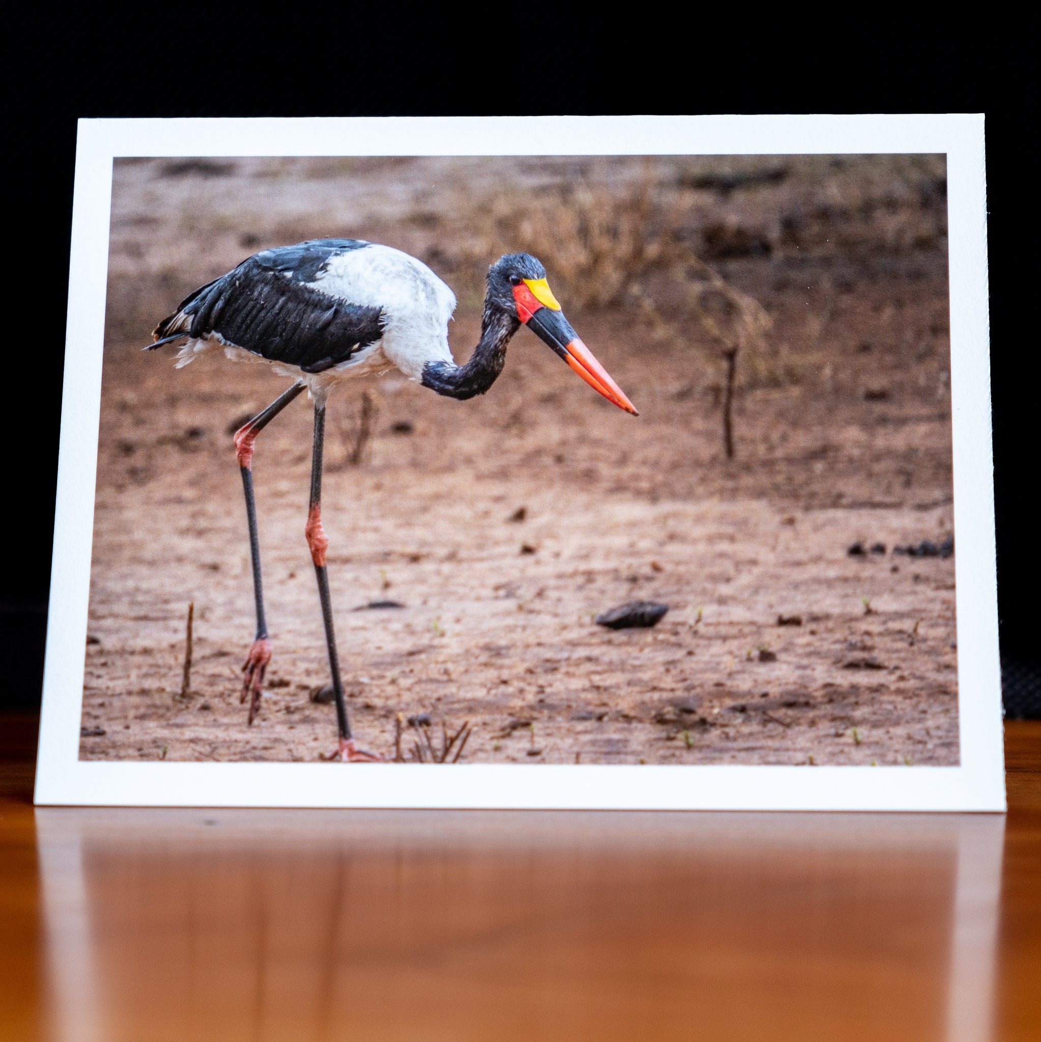 Front of a handmade notecard printed with a wildlife photograph of an African saddle-billed stork foraging on the ground
