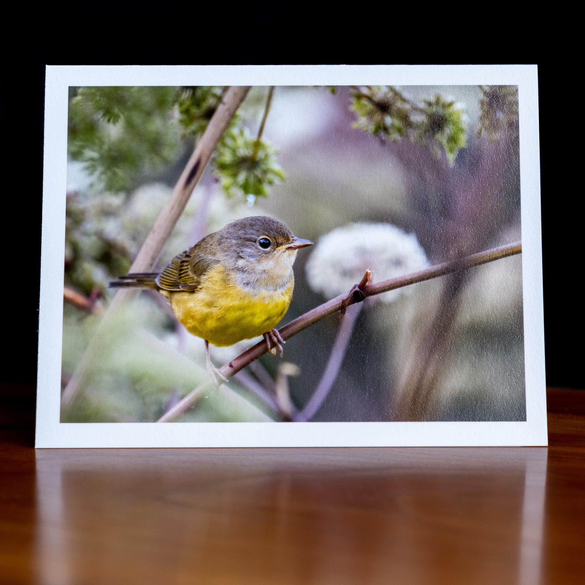 Front of a handmade notecard printed with a wildlife photograph of a mourning warbler perched in brushy vegetation
