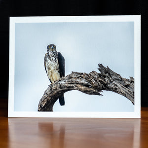 Front of a handmade notecard printed with a wildlife photograph of a hawk-eagle perched on leafless branch against cloudy sky