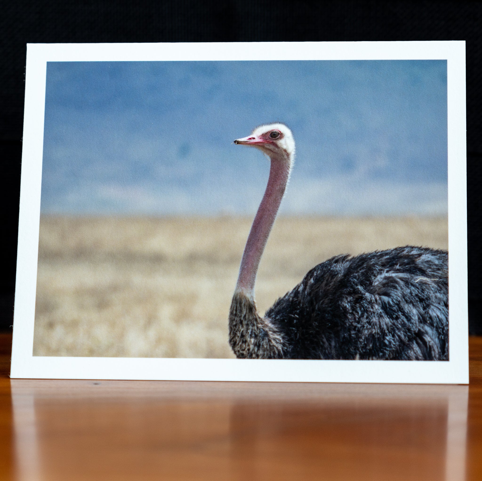 Front of a handmade notecard printed with a wildlife photograph of a common ostrich with dry grass and hill in the background