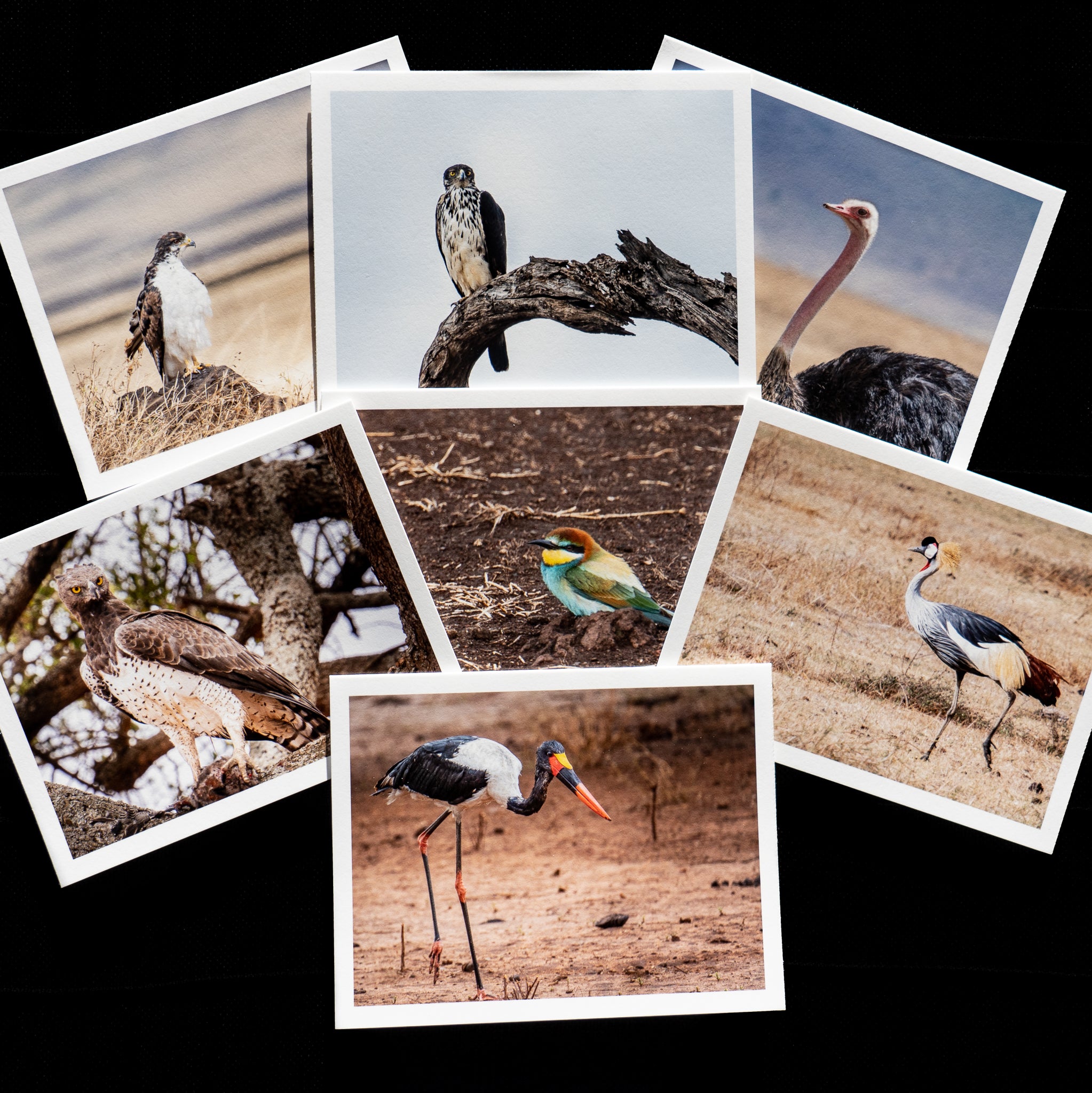 Birds of Africa Collection