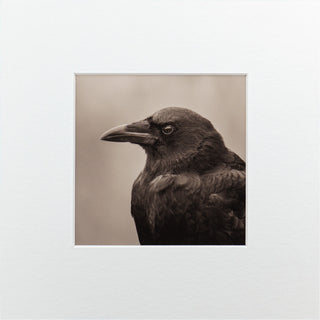 "Portrait of an American Crow" Fine Art Giclée Print
