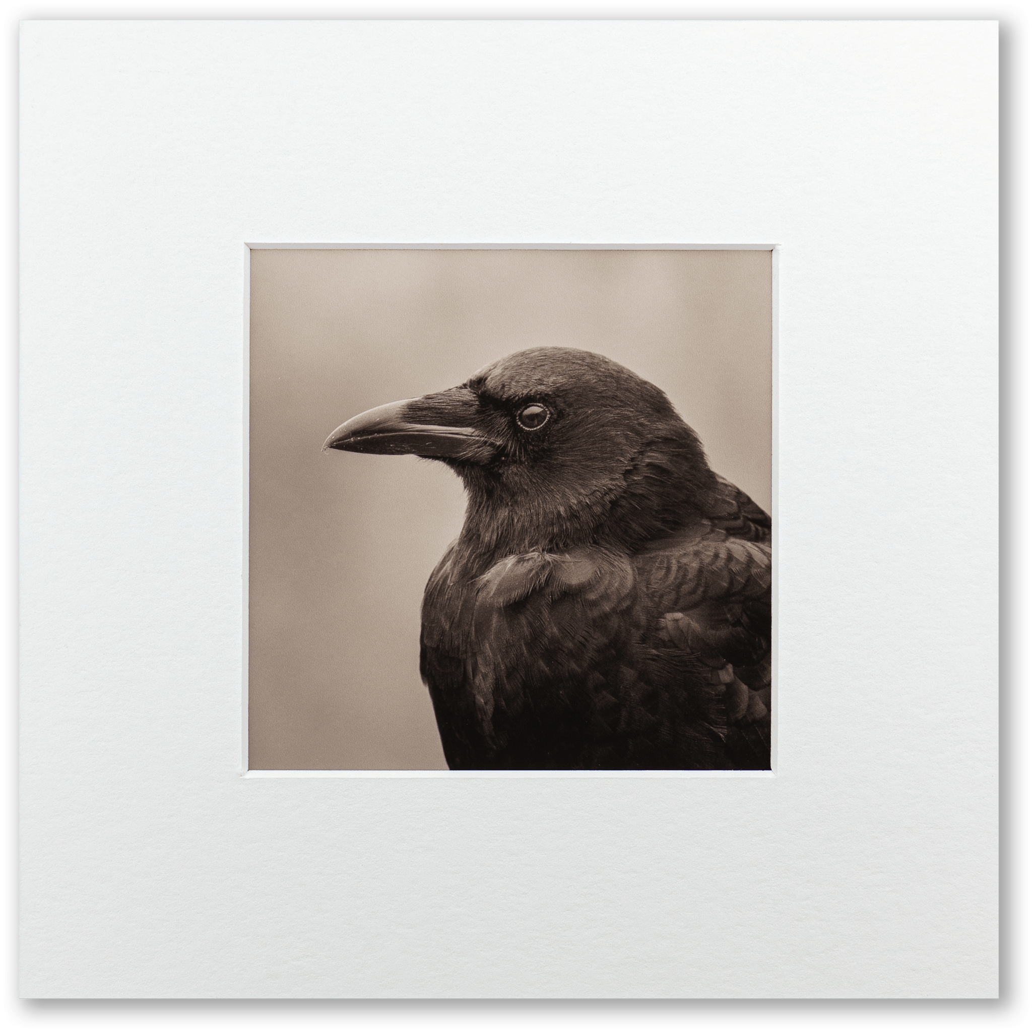 "Portrait of an American Crow" Fine Art Giclée Print