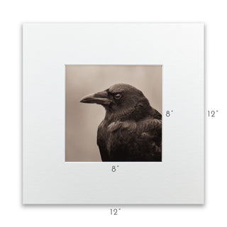 "Portrait of an American Crow" Fine Art Giclée Print