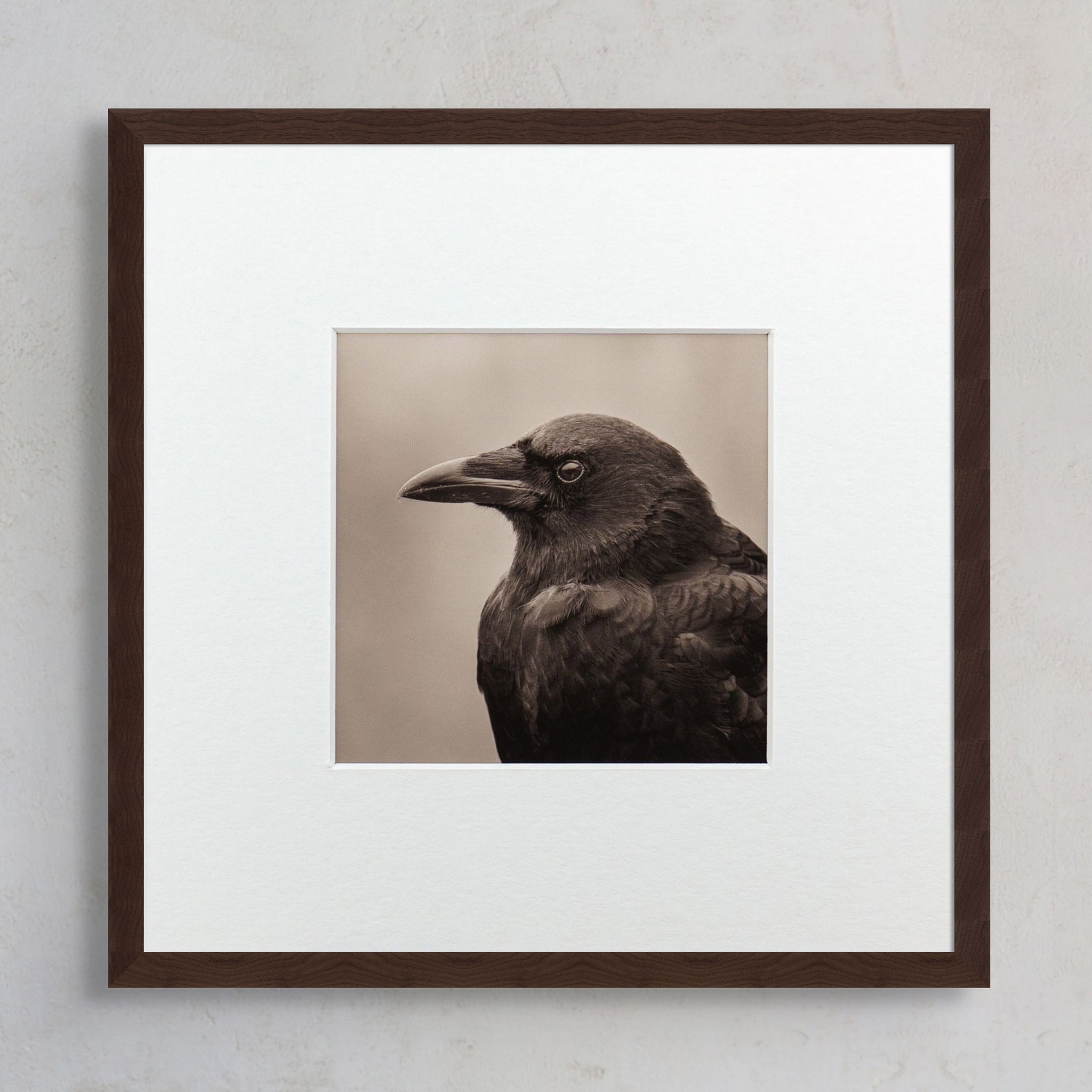 "Portrait of an American Crow" Fine Art Giclée Print