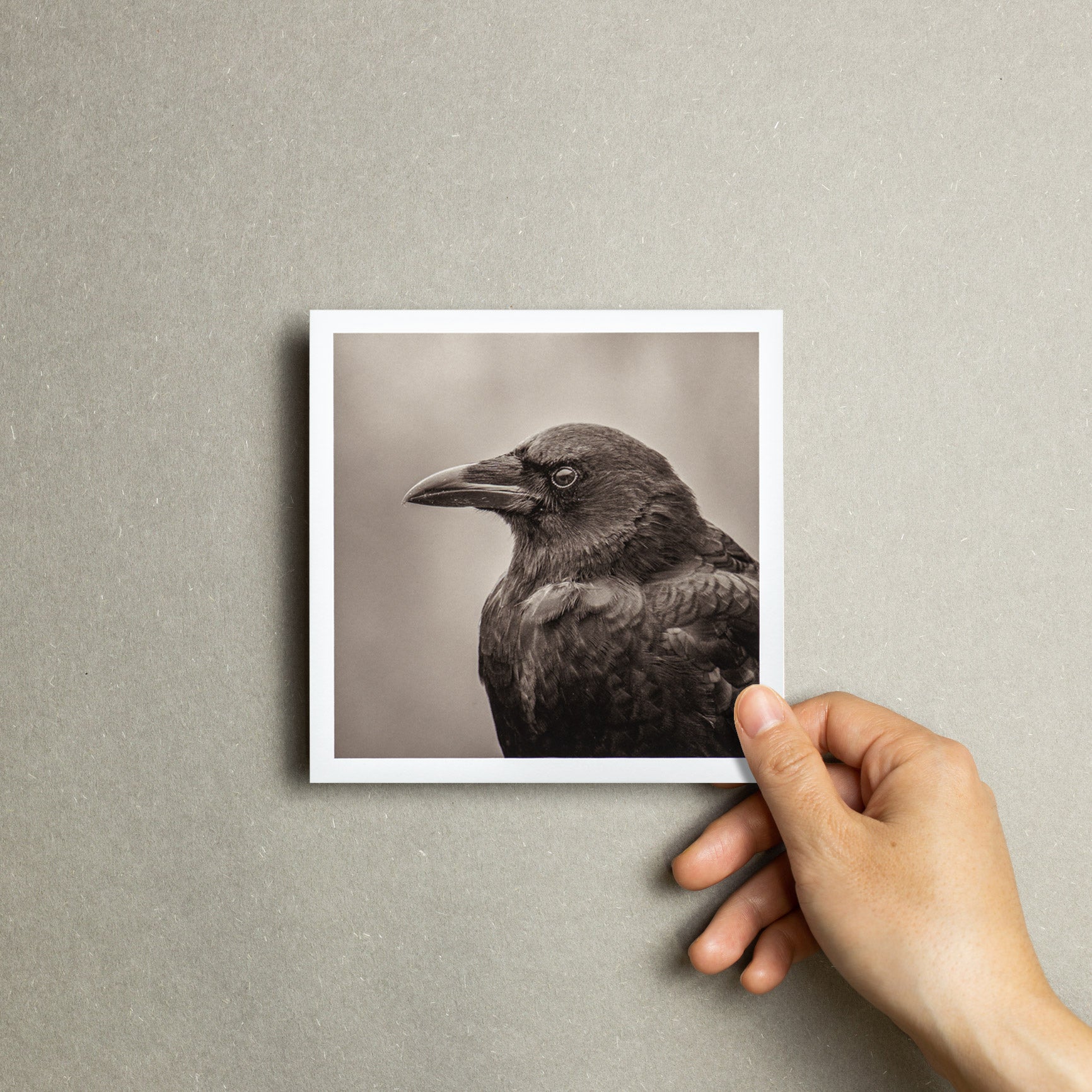 "Portrait of an American Crow" Fine Art Giclée Print