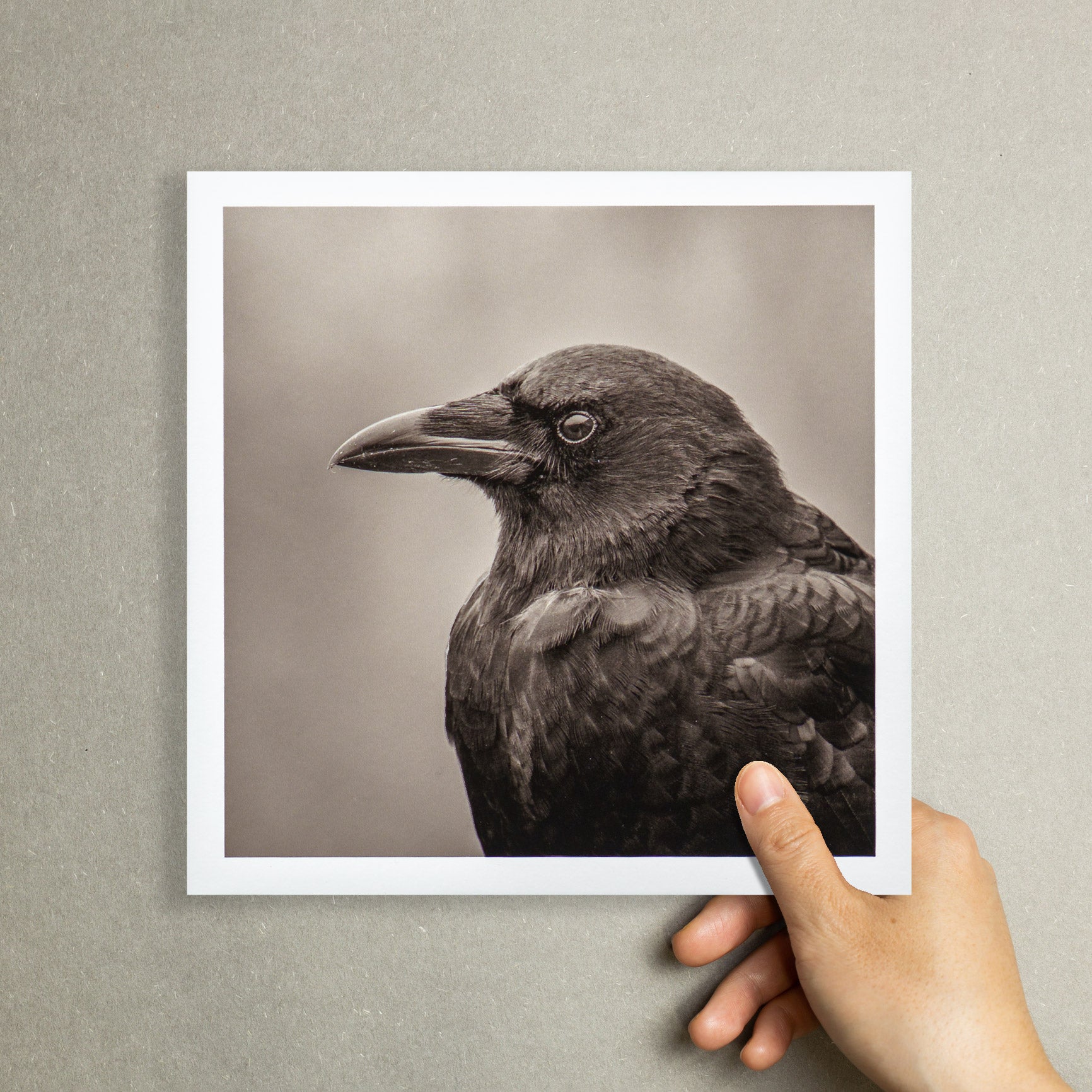 "Portrait of an American Crow" Fine Art Giclée Print