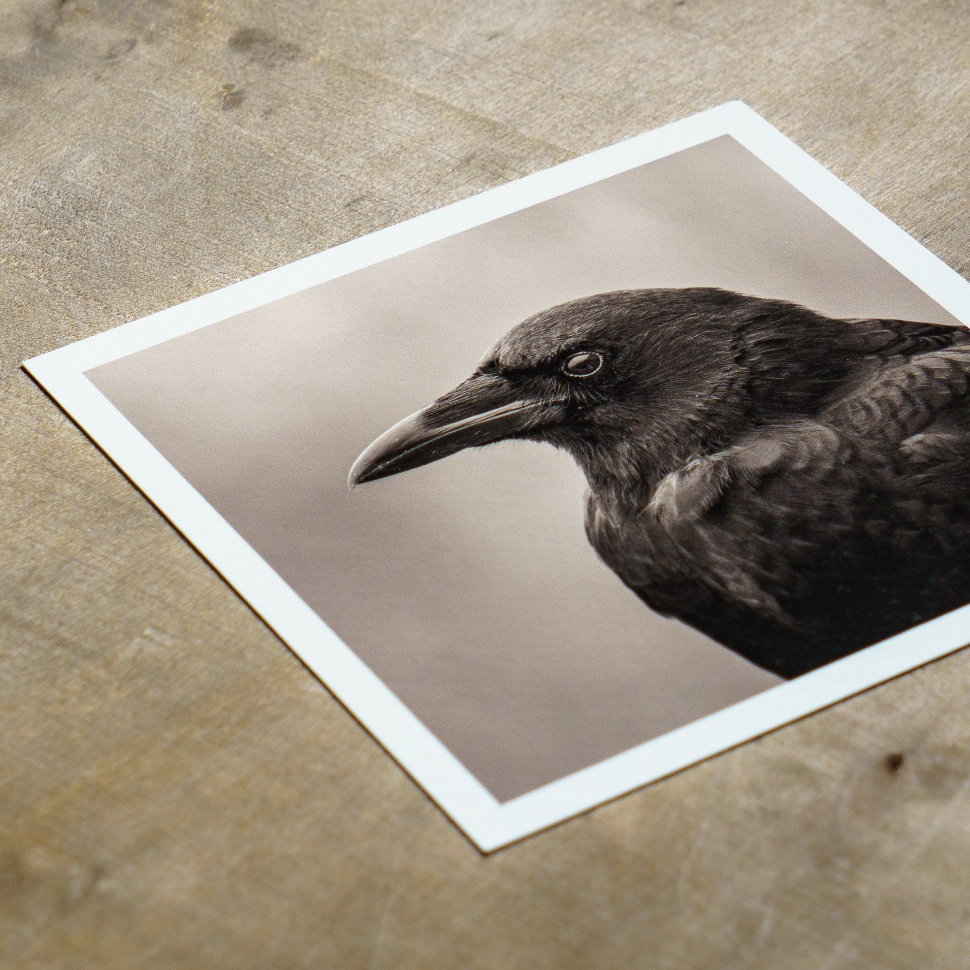 "Portrait of an American Crow" Fine Art Giclée Print