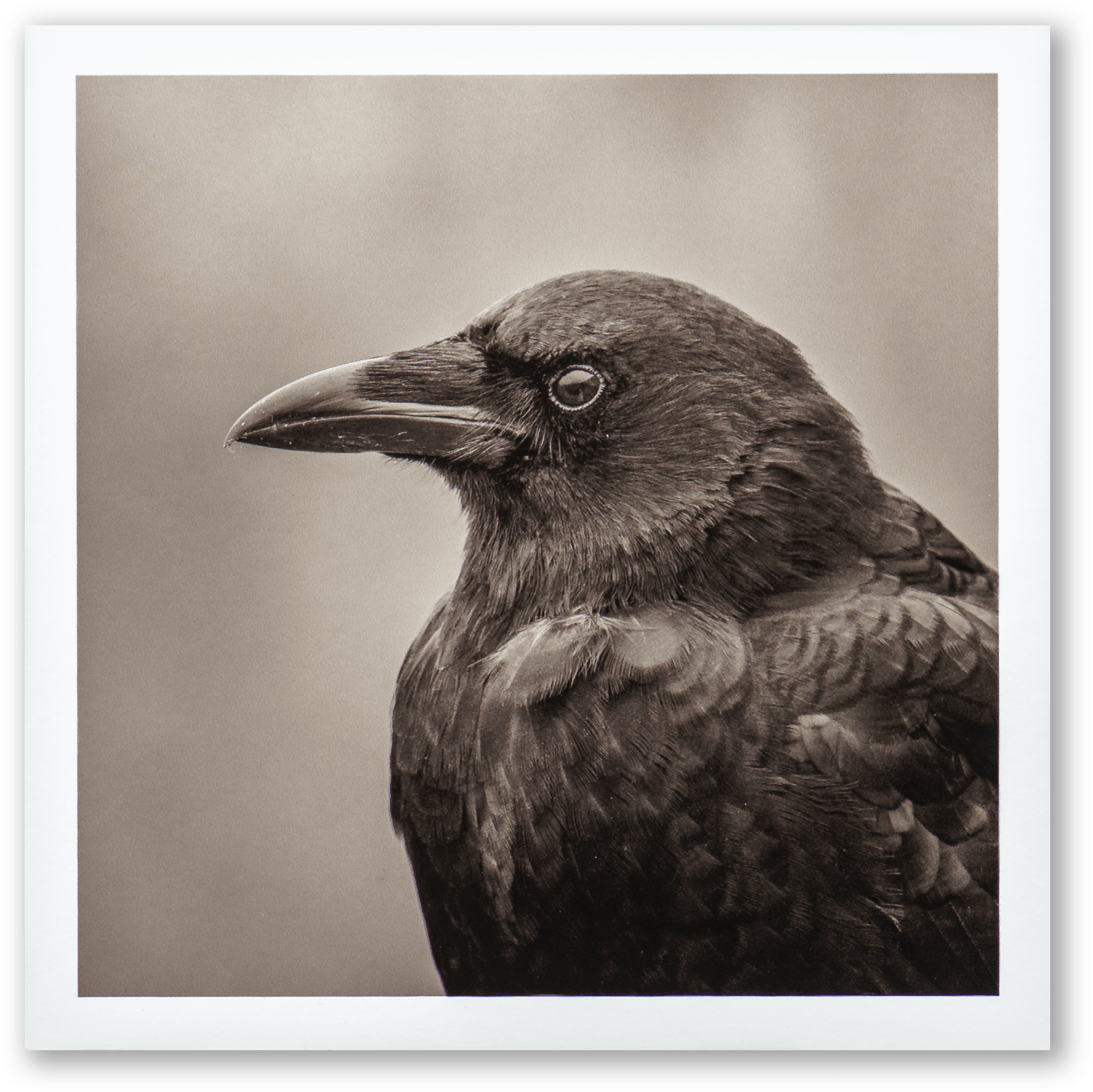 "Portrait of an American Crow" Fine Art Giclée Print