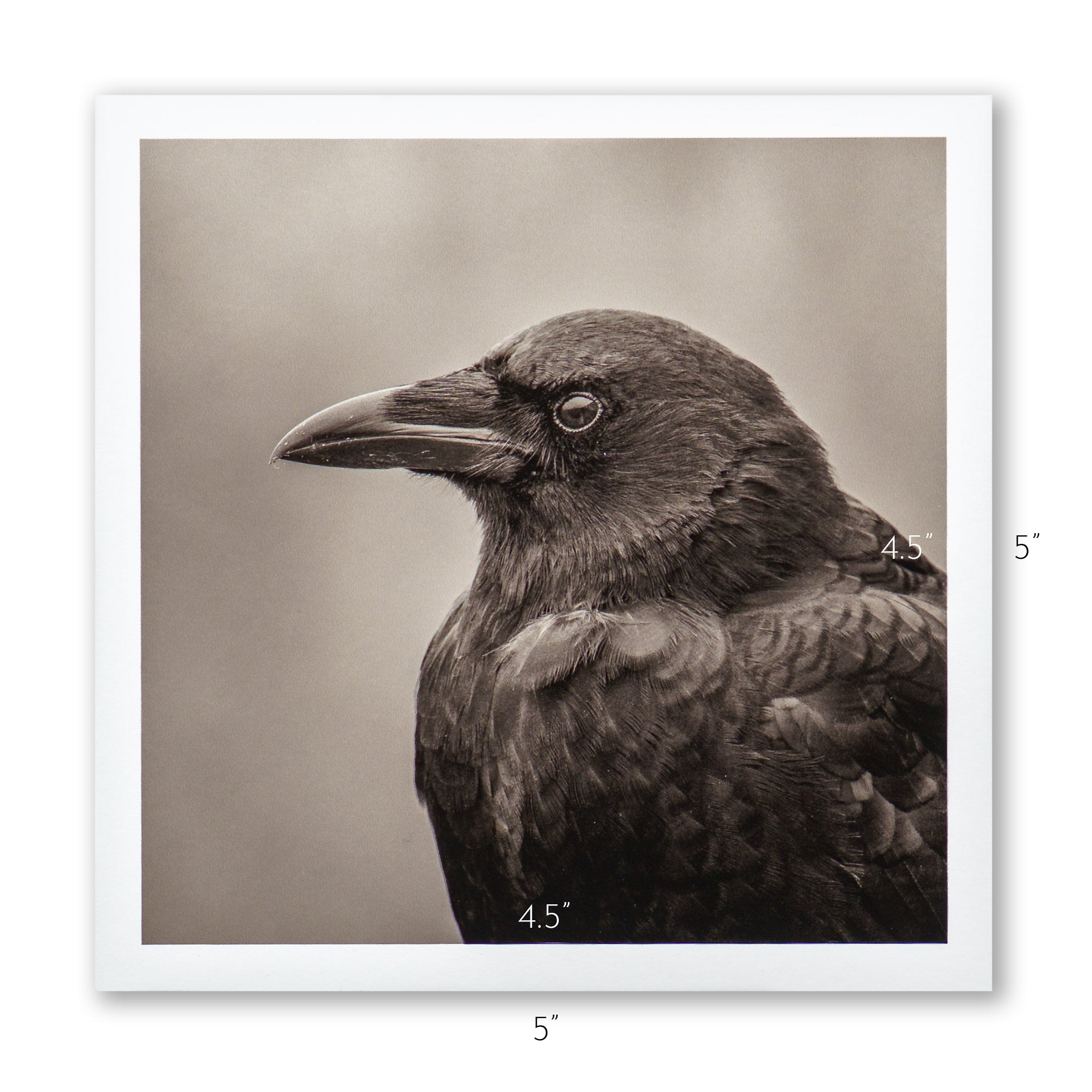 "Portrait of an American Crow" Fine Art Giclée Print