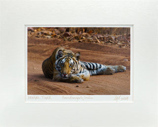 "Young Bengal Tiger" Fine Art Giclée Print