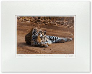 "Young Bengal Tiger" Fine Art Giclée Print