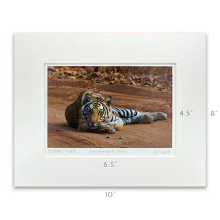 "Young Bengal Tiger" Fine Art Giclée Print