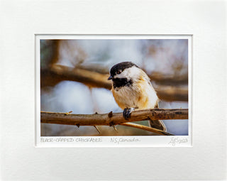 Black-Capped Chickadee Vibrant Collection Signed Giclée Print