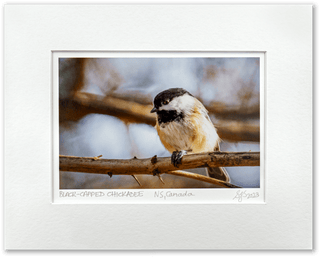 Black-Capped Chickadee Vibrant Collection Signed Giclée Print
