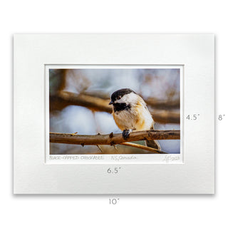 Black-Capped Chickadee Vibrant Collection Signed Giclée Print