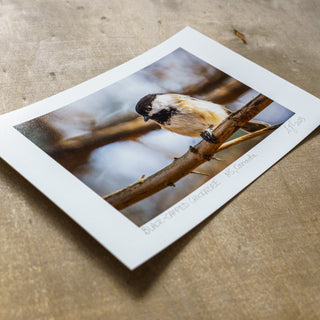 Angled view unmatted signed colour giclee print wildlife photograph of black-capped chickadee lying flat wooden surface