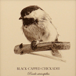 Close up of vintage style print of a black-capped chickadee showing bird detail and common and latin name