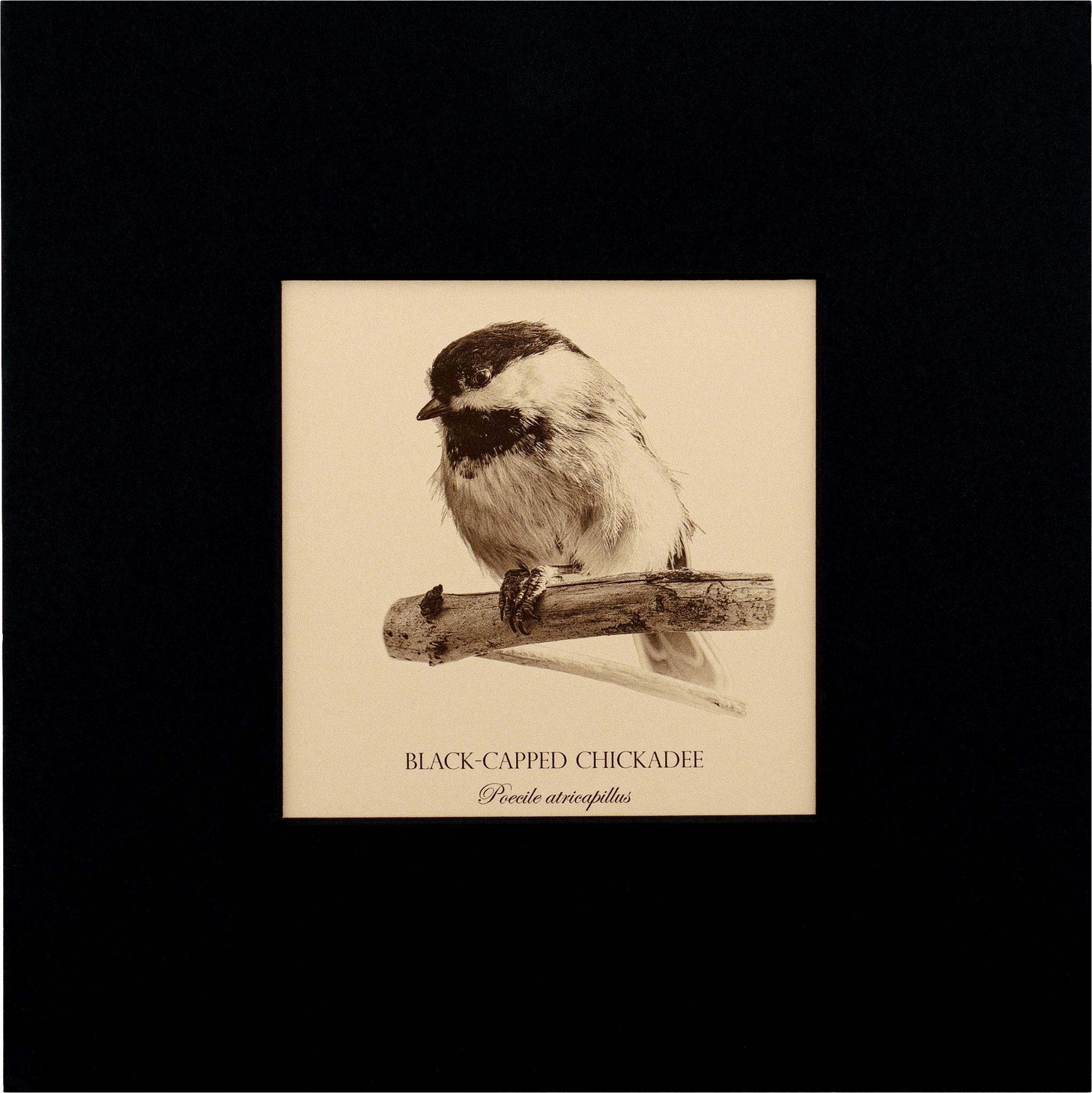 "Black-Capped Chickadee" Fine Art Giclée Print