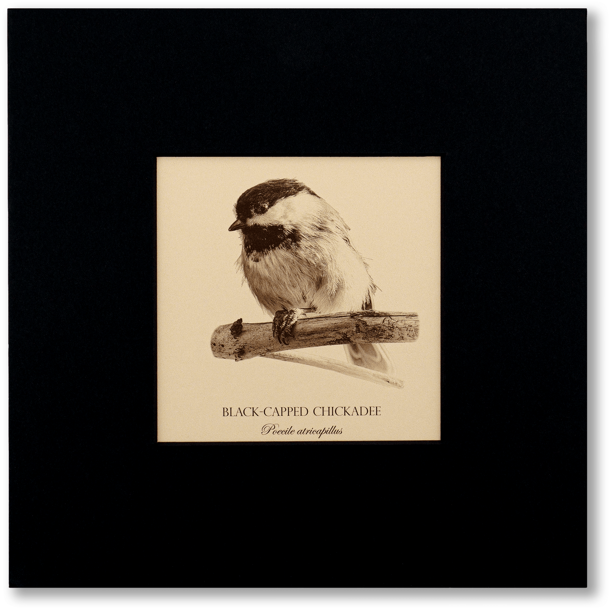 "Black-Capped Chickadee" Fine Art Giclée Print
