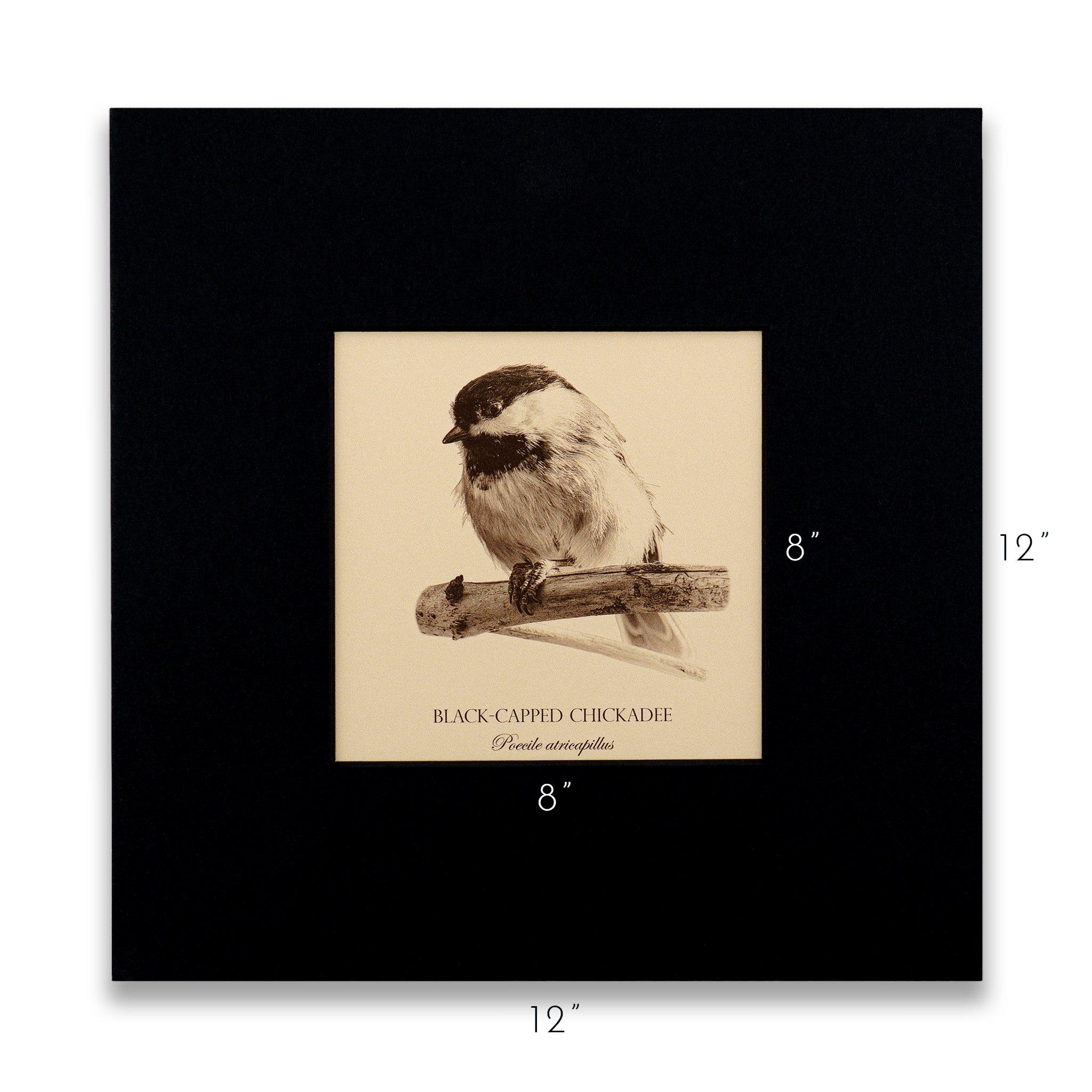 "Black-Capped Chickadee" Fine Art Giclée Print