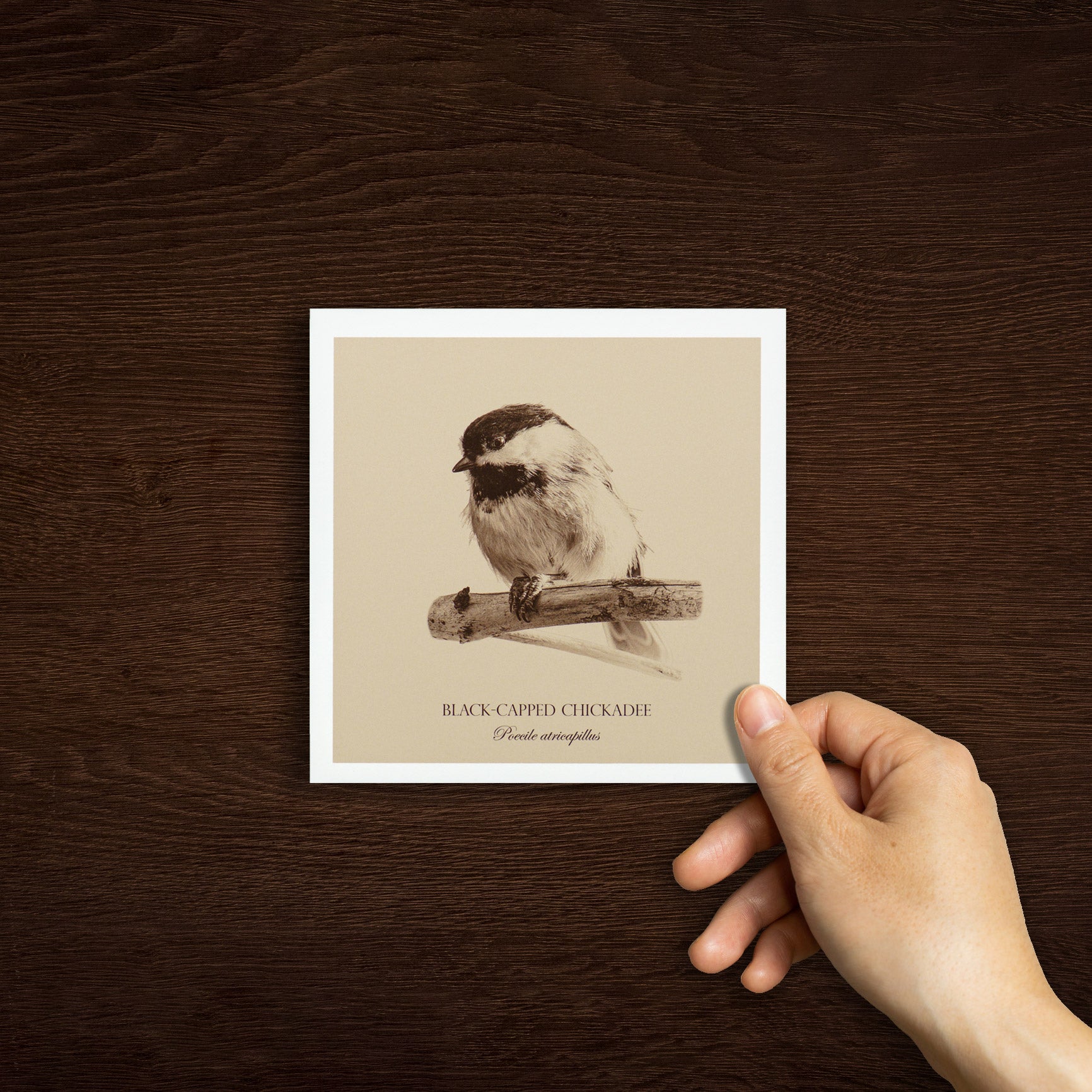 "Black-Capped Chickadee" Fine Art Giclée Print