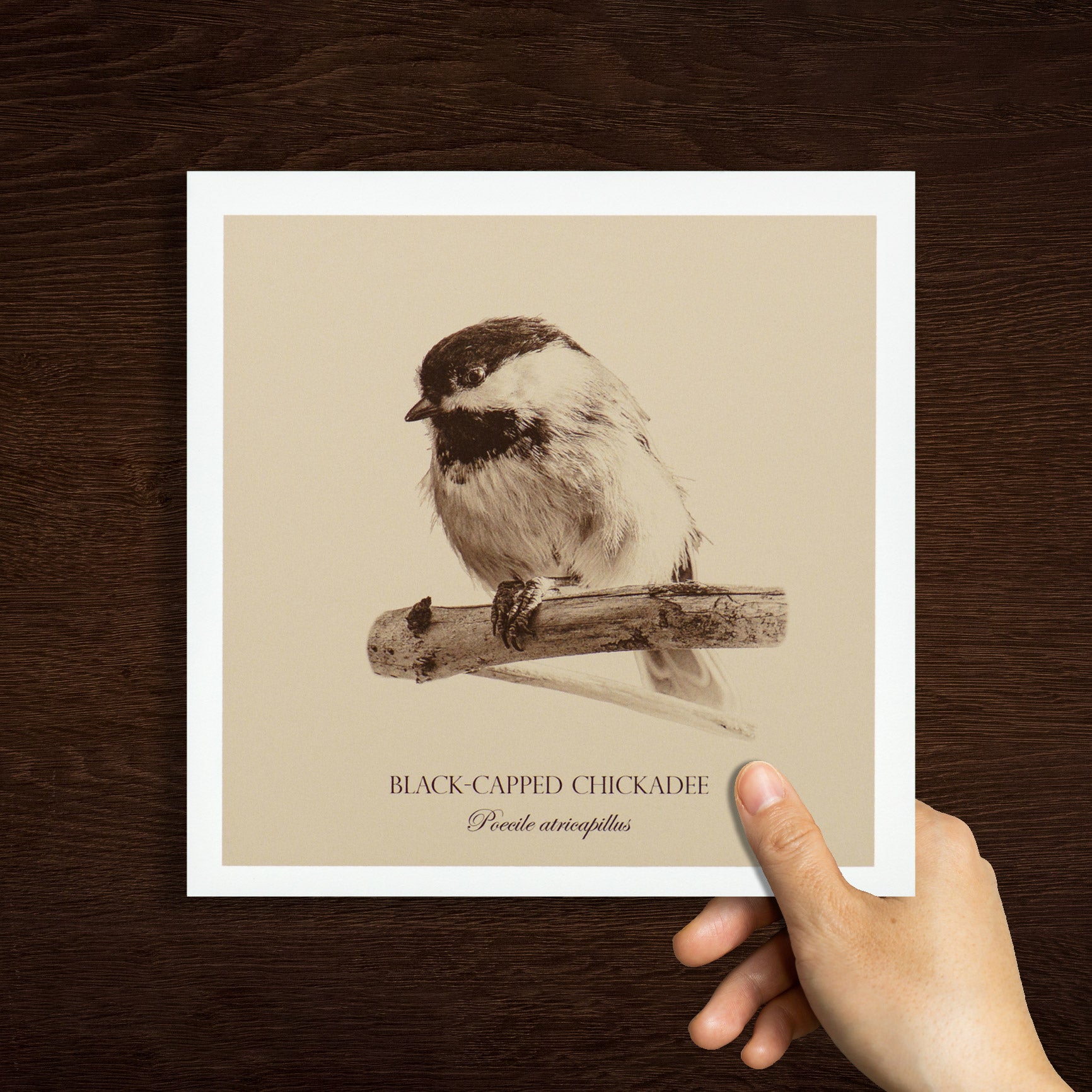 "Black-Capped Chickadee" Fine Art Giclée Print