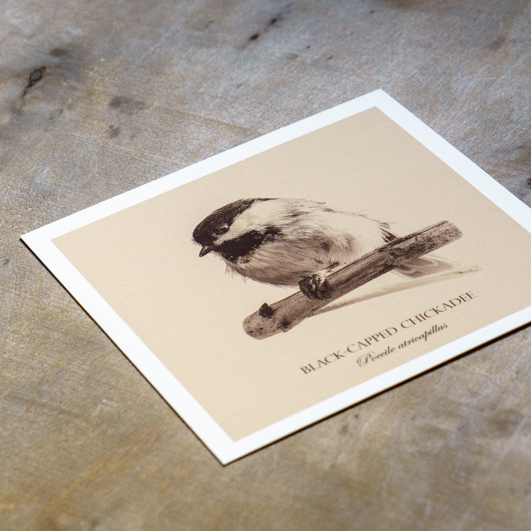 "Black-Capped Chickadee" Fine Art Giclée Print