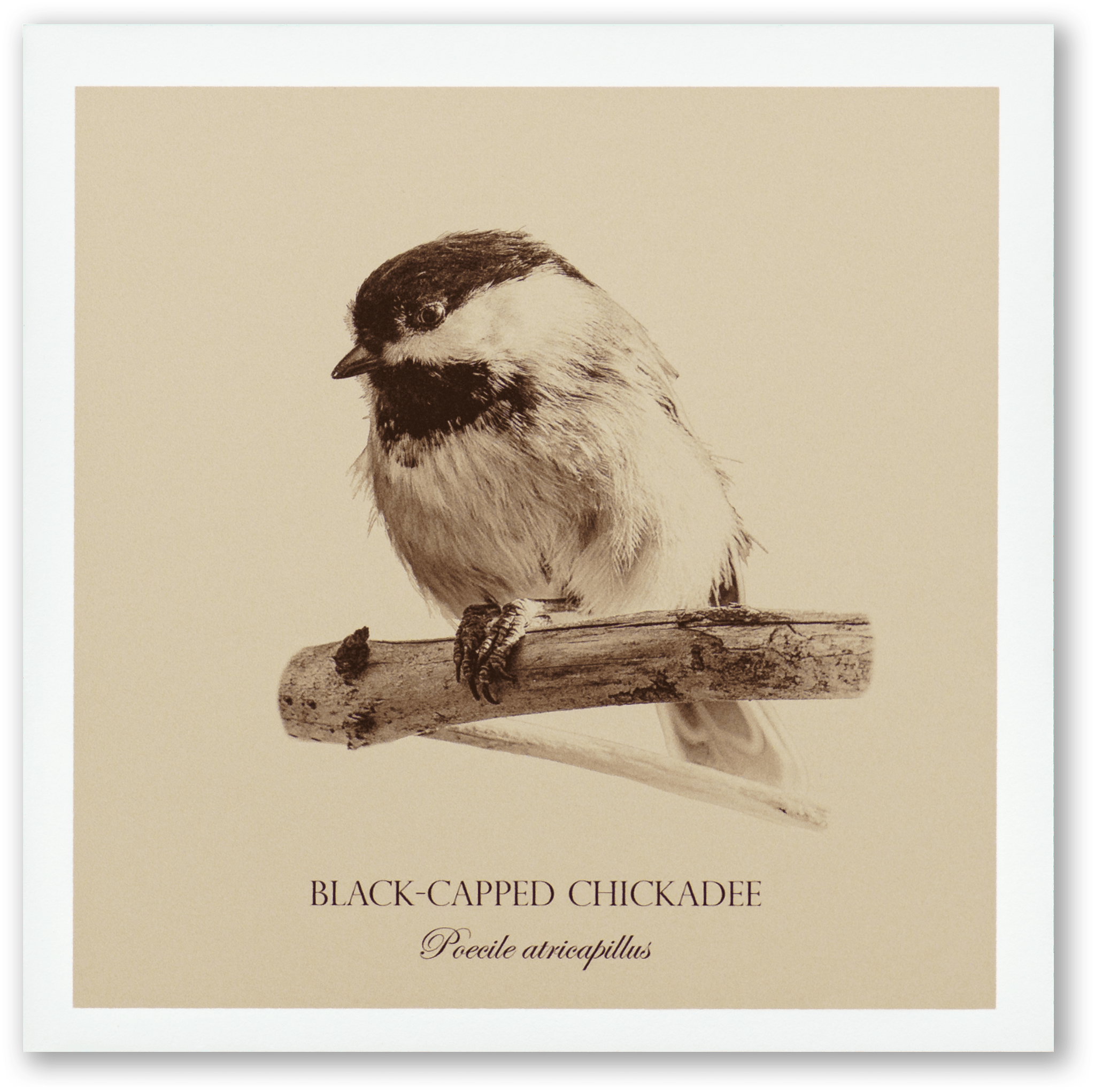 "Black-Capped Chickadee" Fine Art Giclée Print