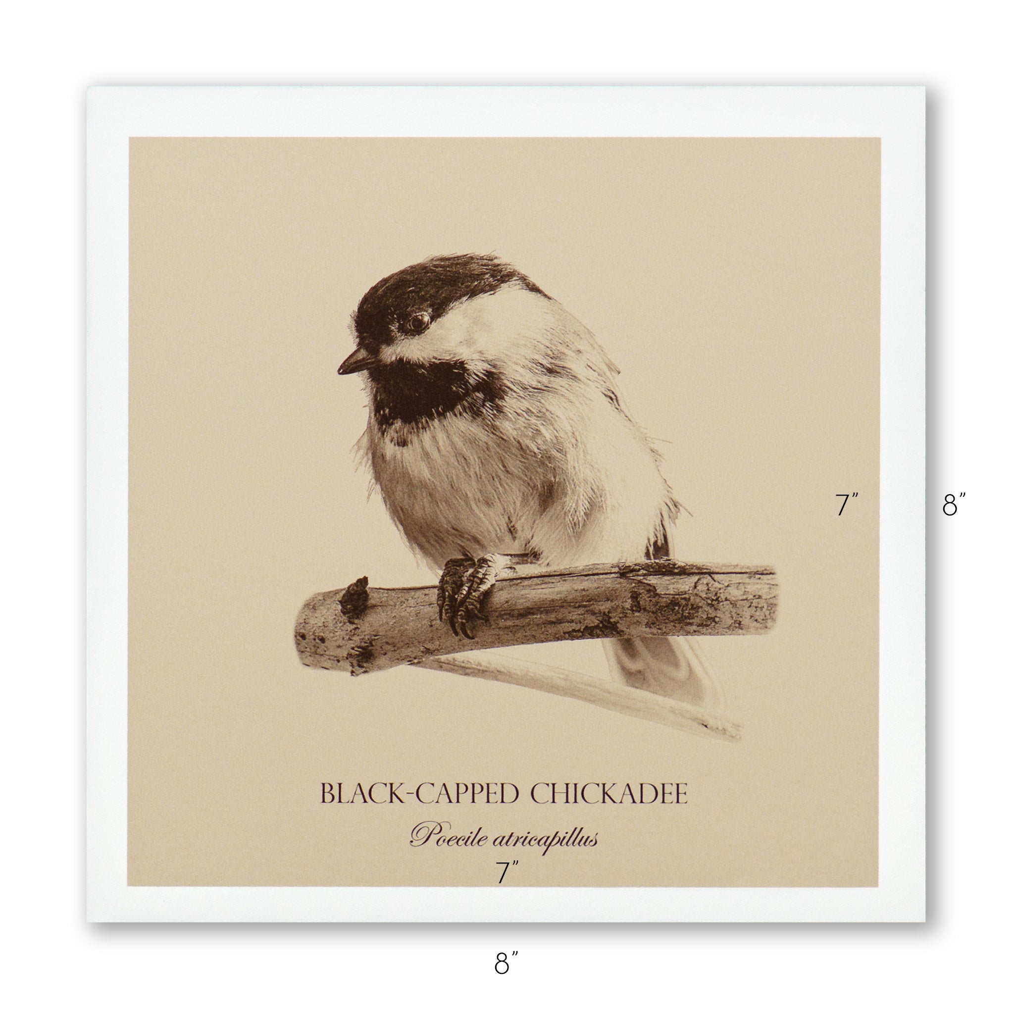 "Black-Capped Chickadee" Fine Art Giclée Print