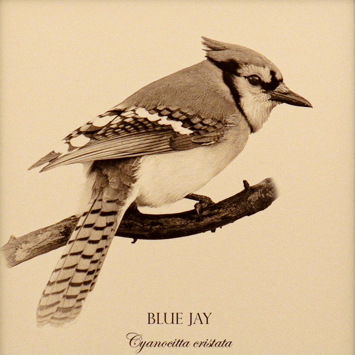 "Blue Jay" Fine Art Giclée Print