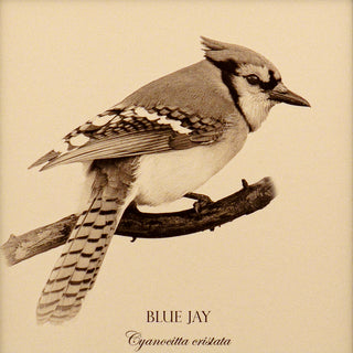 Close up of vintage style print of a blue jay showing bird detail and common and latin name