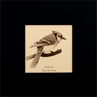 "Blue Jay" Fine Art Giclée Print