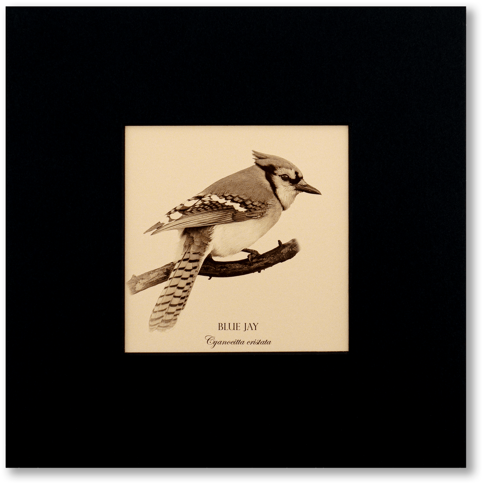 "Blue Jay" Fine Art Giclée Print