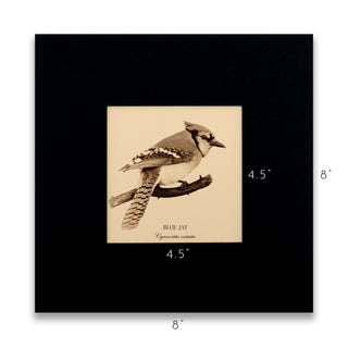 "Blue Jay" Fine Art Giclée Print