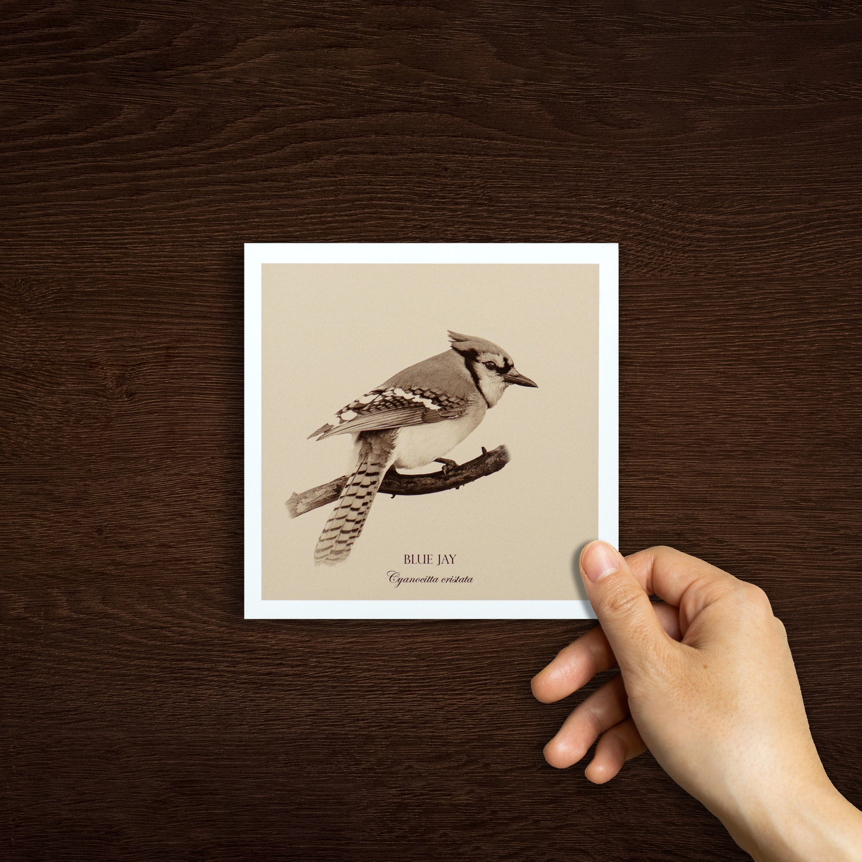 "Blue Jay" Fine Art Giclée Print