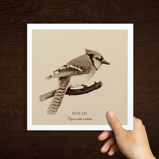 "Blue Jay" Fine Art Giclée Print