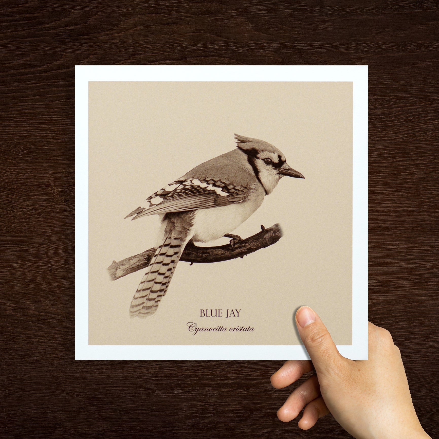 "Blue Jay" Fine Art Giclée Print