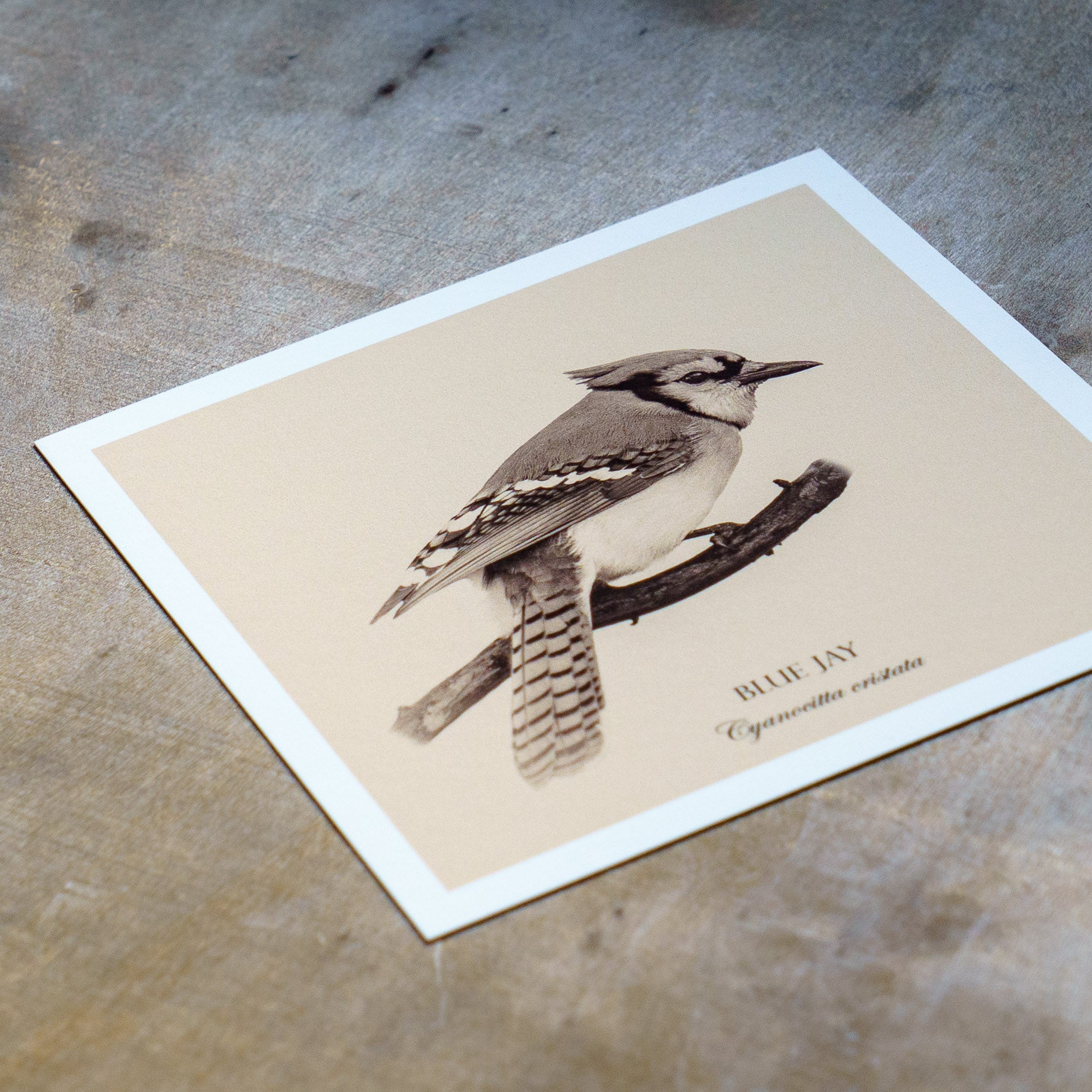 "Blue Jay" Fine Art Giclée Print