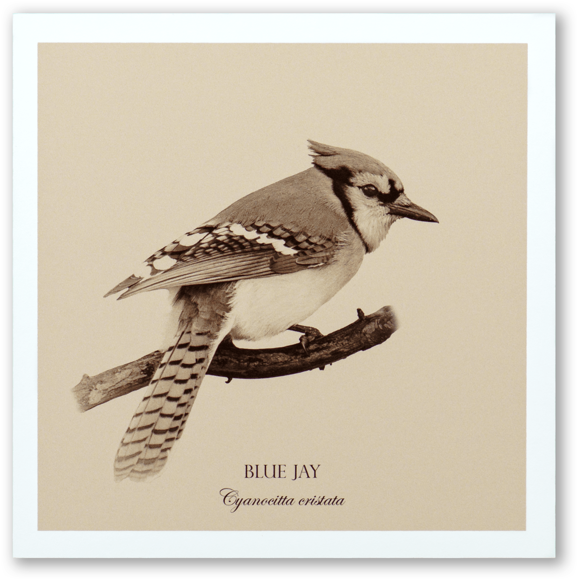 "Blue Jay" Fine Art Giclée Print