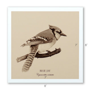 "Blue Jay" Fine Art Giclée Print