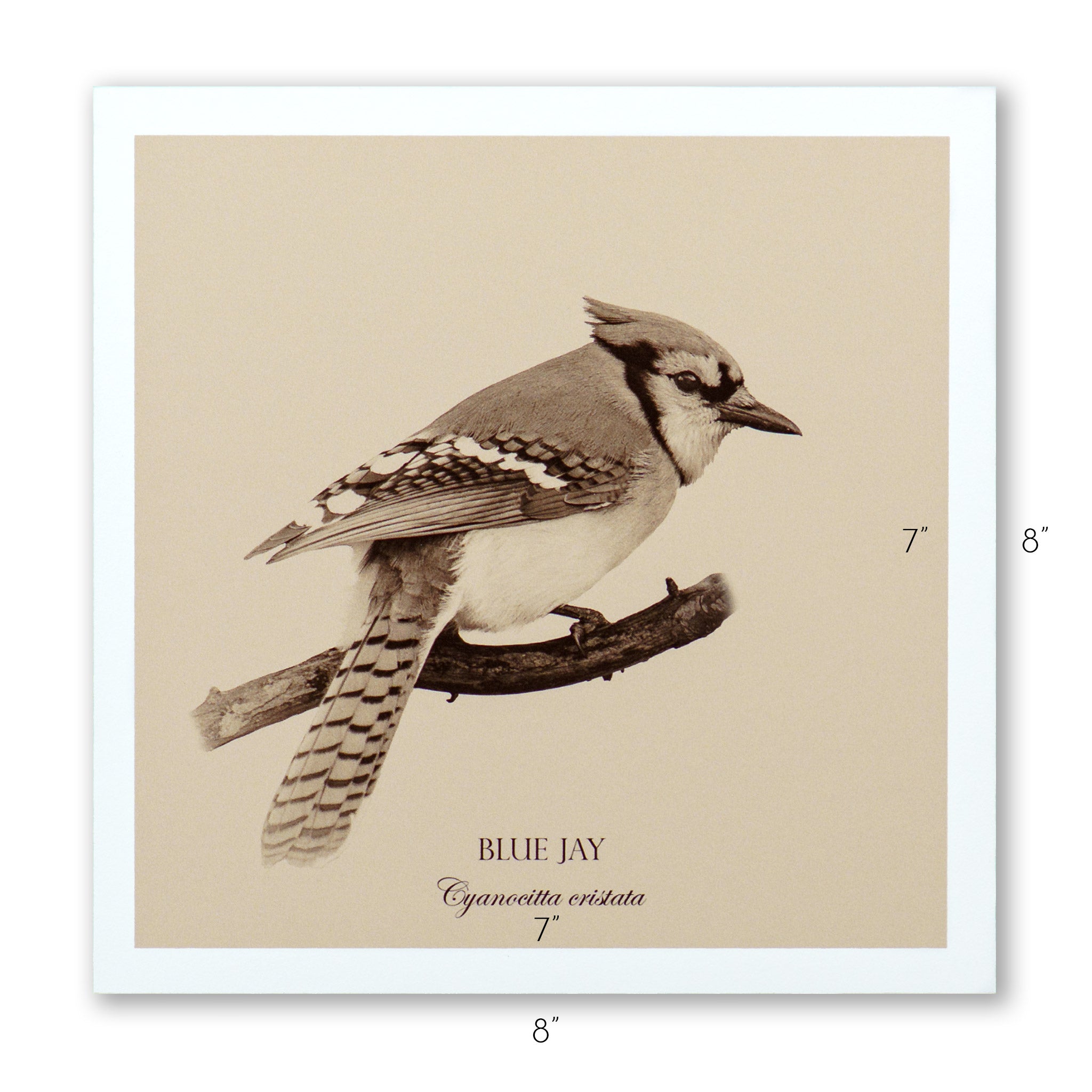 "Blue Jay" Fine Art Giclée Print