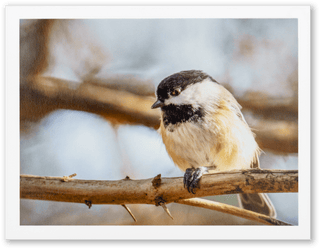 "Chickadee Side-Eye" Handmade Fine Art Card