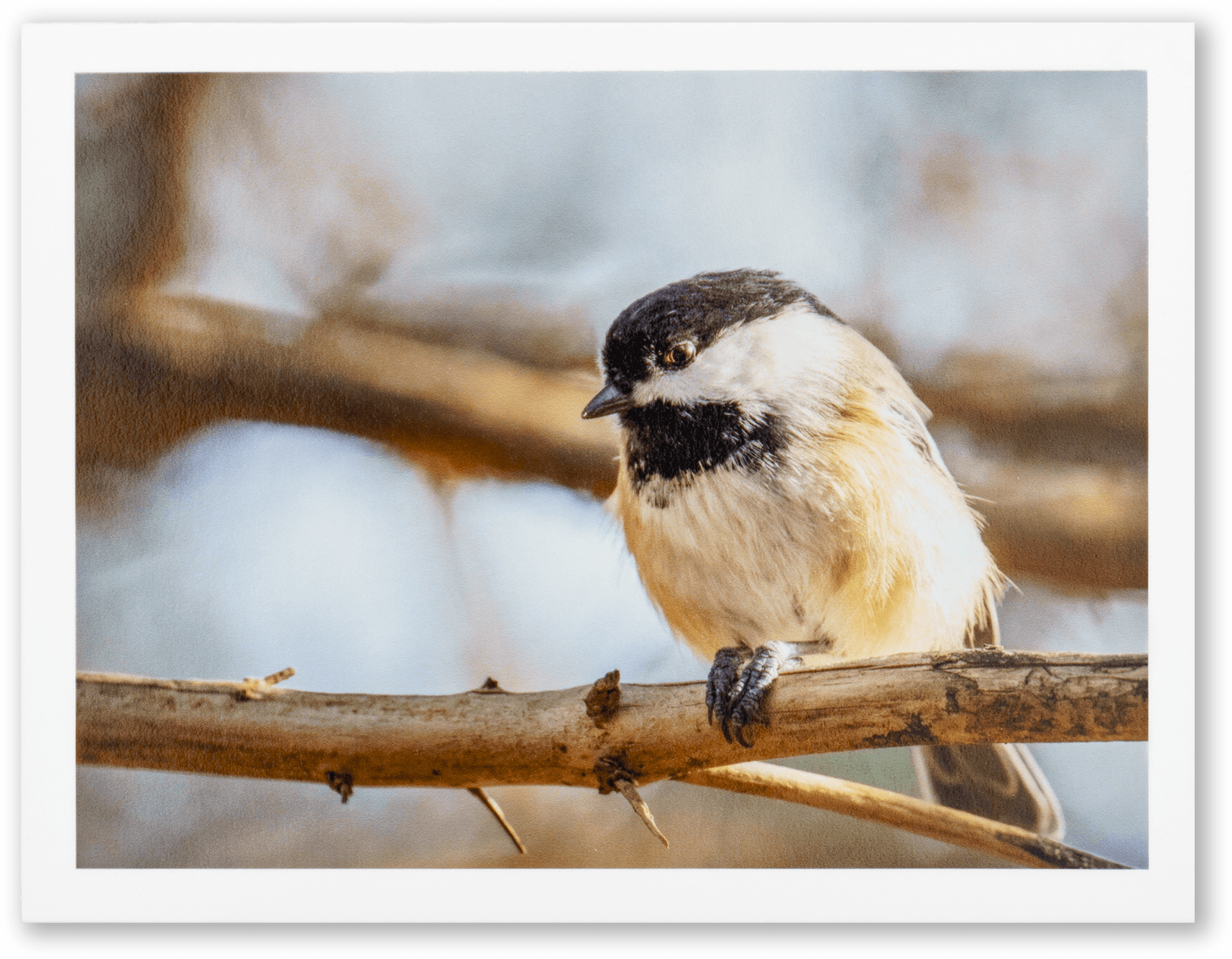 "Chickadee Side-Eye" Handmade Fine Art Card