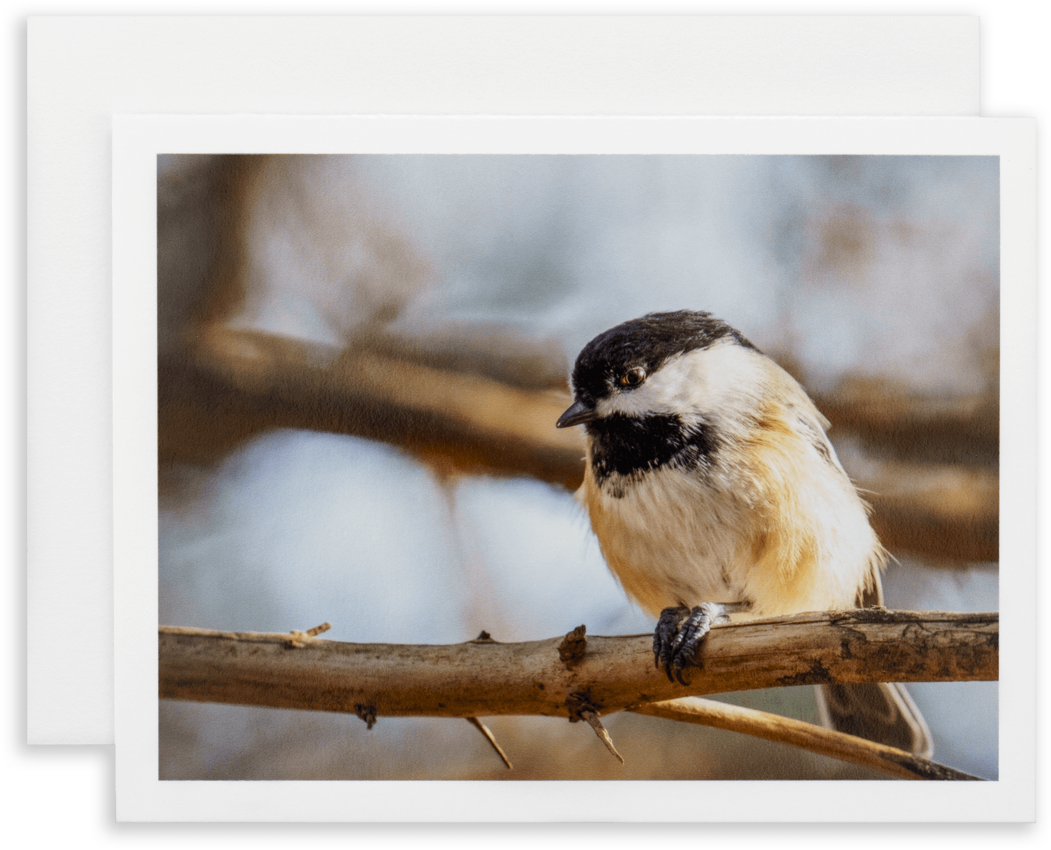 "Chickadee Side-Eye" Handmade Fine Art Card